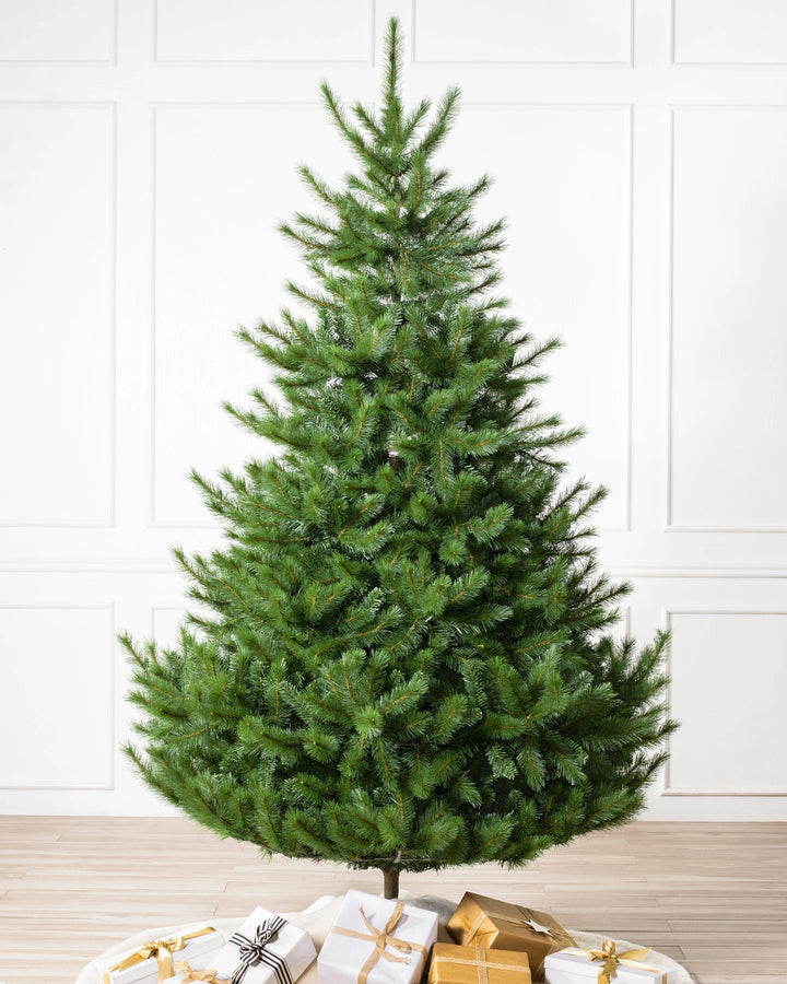 Sapins de Noël de Nordmann artificiels standards 183 cm